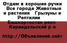 Отдам в хорошие ручки - Все города Животные и растения » Грызуны и Рептилии   . Башкортостан респ.,Караидельский р-н